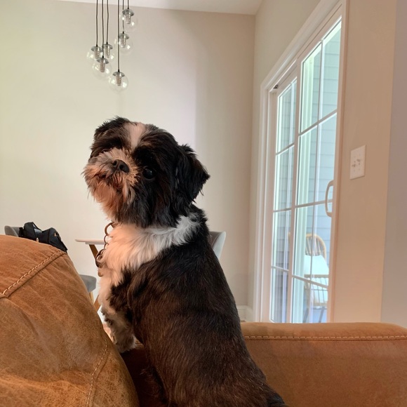 Meet your Posher, Brittany - Picture 3 of 3